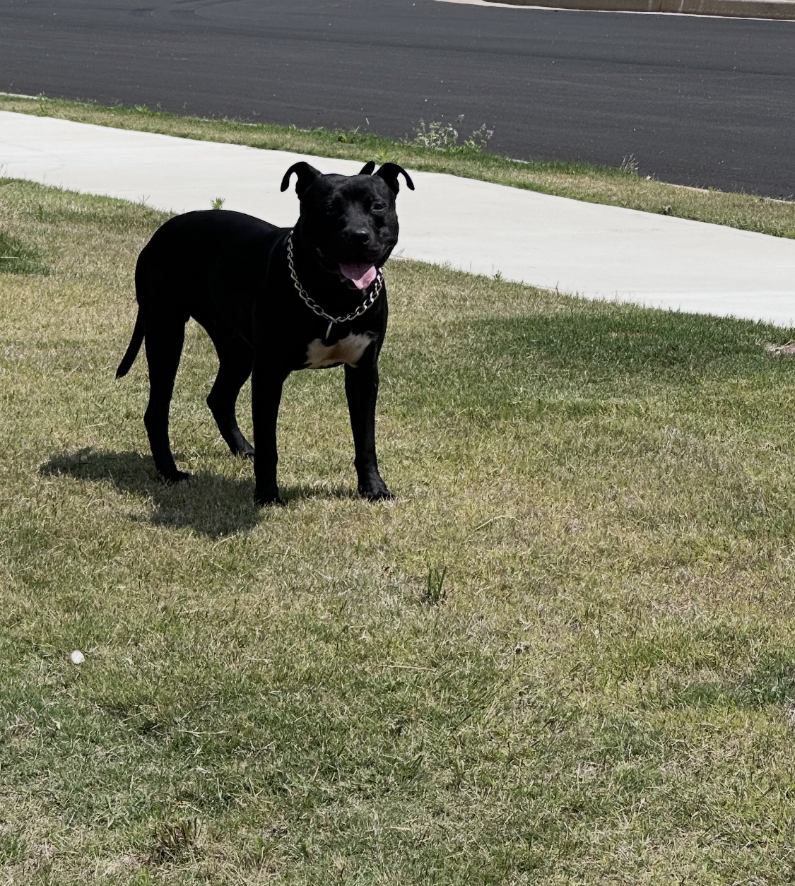 Bubba Dub, black-and-white American Pit Bull Terrier stud, standing outdoors